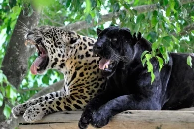 Zoo Pomerode