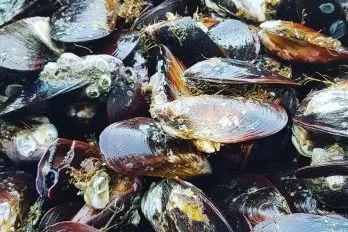 As deliciosas ostras e mariscos da Enseada do Brito