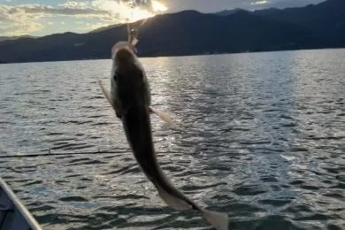 Pesca